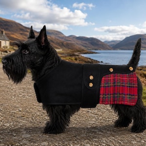 May include: A black Scottish Terrier dog wearing a black coat with a red, green, and blue tartan plaid panel on the rear. The coat features a wide black strap across the midsection secured with four gold-toned buttons along the side and back.