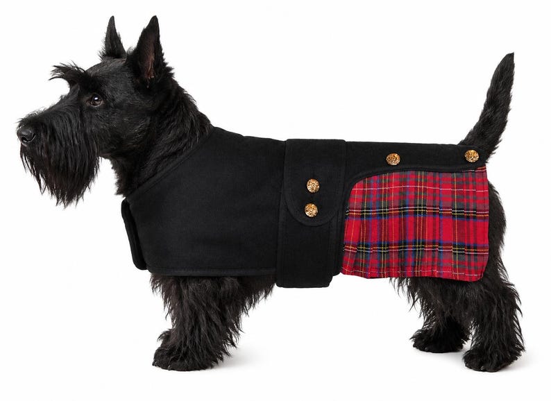 May include: A black Scottish Terrier dog wearing a black coat with a red, blue, and yellow plaid panel on the rear. The coat features a vertical strap across the midsection secured with two gold-toned buttons and one additional gold button.