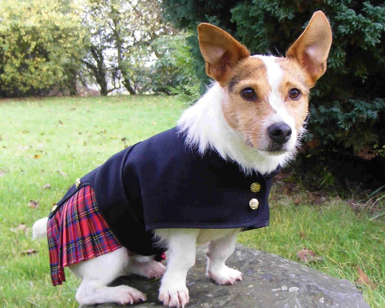 May include: A small dog with white and brown fur wearing a dark navy blue jacket with gold-colored buttons and a red, green, and yellow plaid kilt-style skirt attached to the back. The dog has upright ears and is positioned on a gray stone.