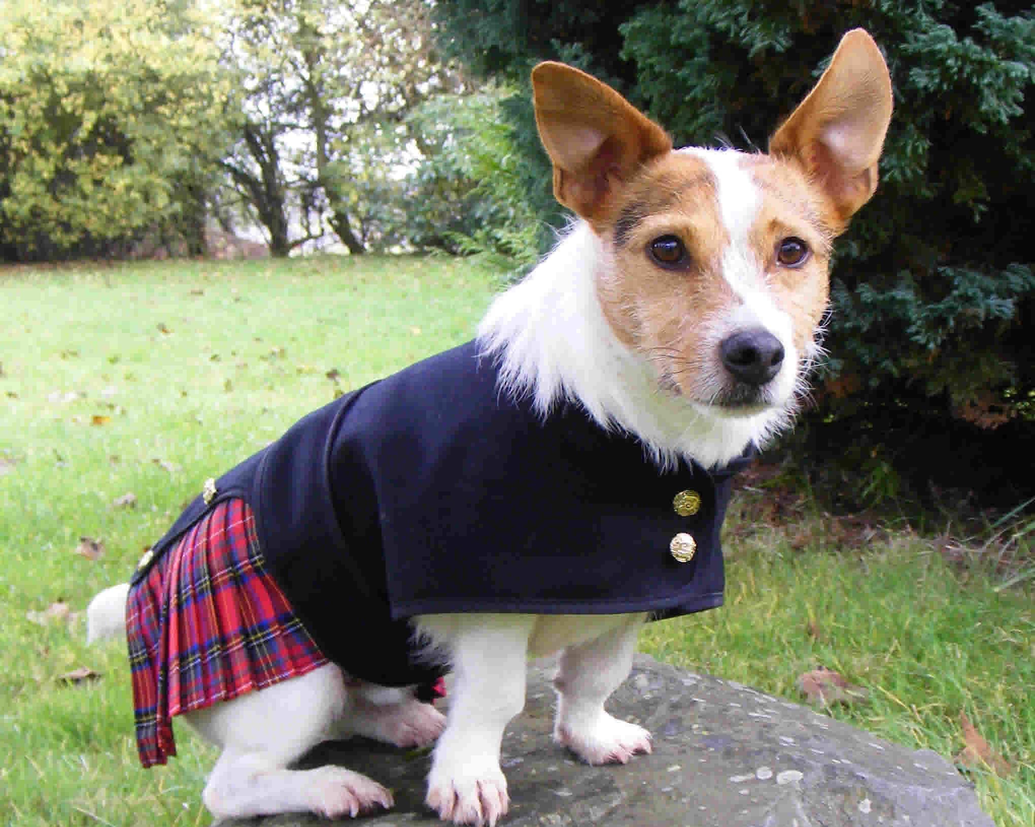 Tartan Plaid Dog Kilts. Weddings Hogmanay and Burns Night. Hand