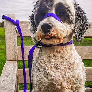 May include: A black and white dog wearing a purple muzzle and a purple lead, sitting on a wooden bench.