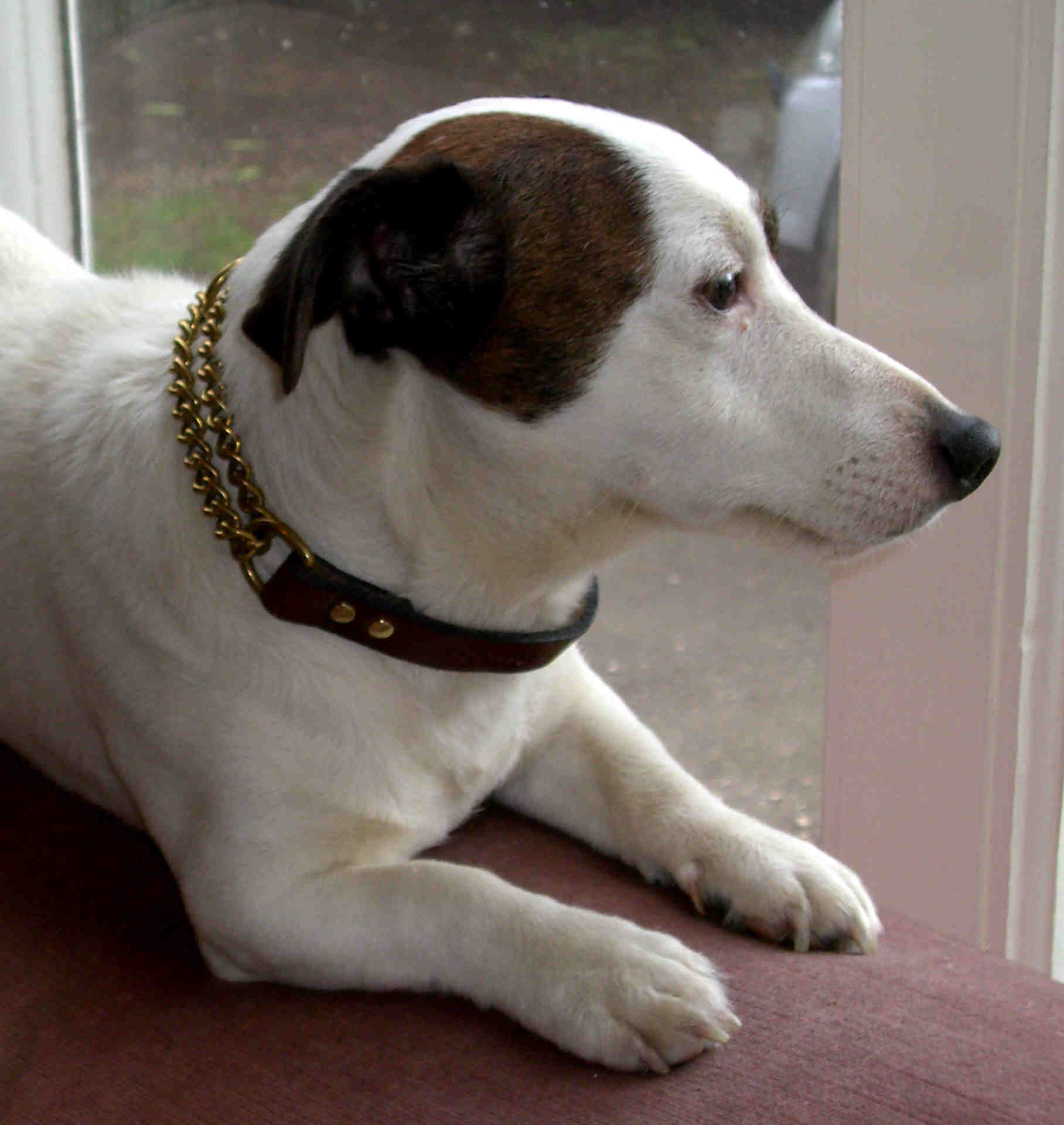 Signature Leather Half Check Dog Collars. Softest British Etsy UK