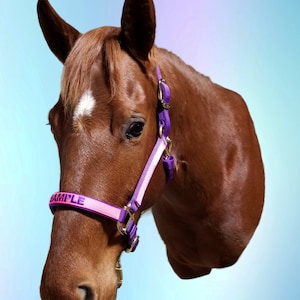 May include: A brown horse wearing a pink and purple halter with the word "SAMPLE" printed on the noseband. The halter has gold-colored hardware. The horse has a white marking on its forehead.