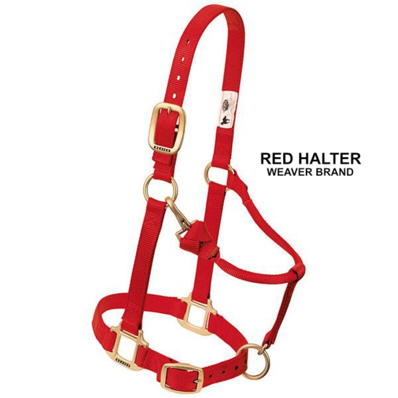 Personalized MINI Horse Halter Halter Monogrammed Horse Etsy