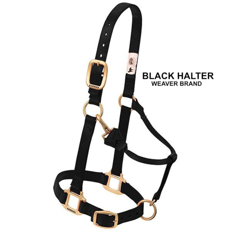 Personalized DRAFT ONLY Horse Halter, Halter, Monogrammed Horse Halter ...