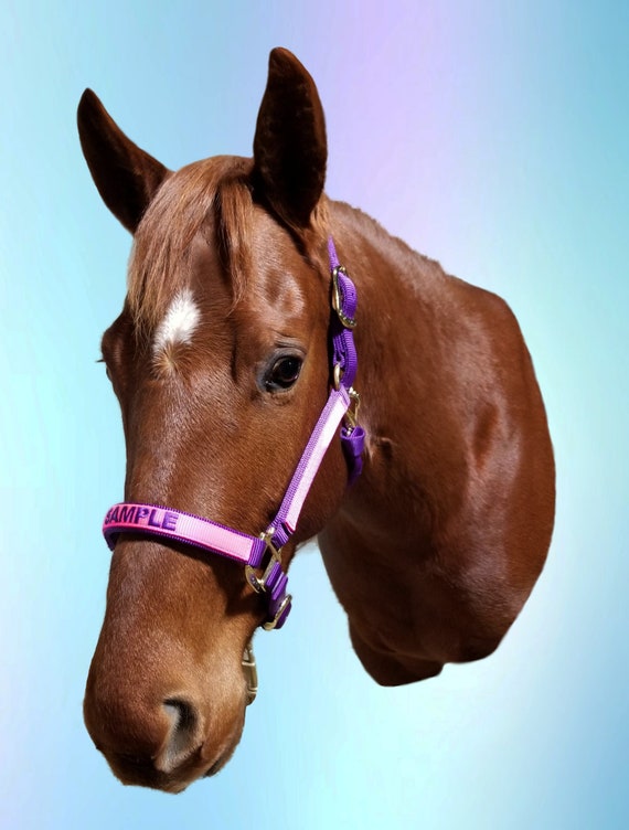 Custom horse halters deals