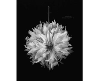 Classy Dahlia Flower Fine Art Photo Print, Black and White Wall Decor for Home