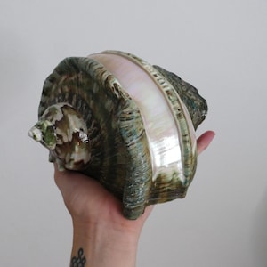 Puede incluir: Una concha marina grande y texturizada con un exterior moteado en verde y marrón y un interior liso, iridiscente y nacarado. La concha presenta un ápice en espiral y una amplia abertura que muestra una superficie brillante y reflectante.