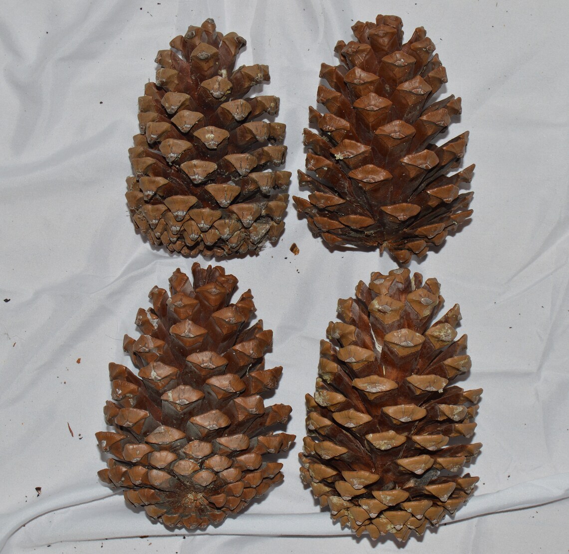 Mediumsize 45 Jeffrey pine cones for christmas Etsy
