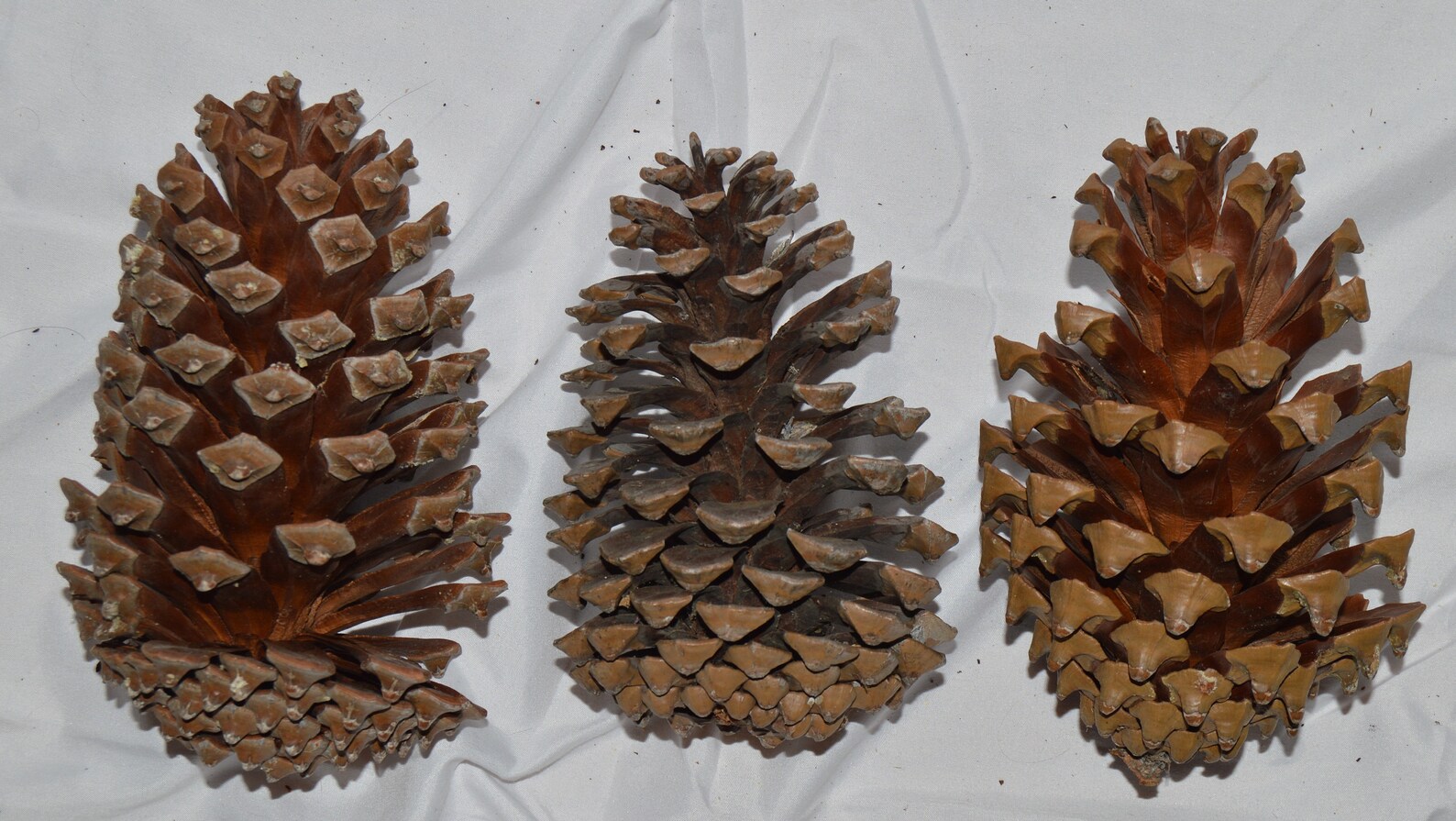 Mediumsize 45 Jeffrey pine cones for christmas Etsy