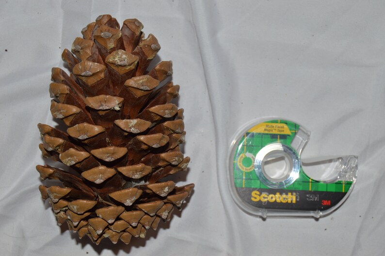 Large 57 Jeffrey pine cone for christmas decoration Etsy
