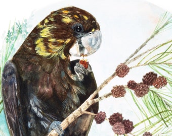 Black Cockatoo Print; 8x10 inch; Watercolour bird; Australian cockatoo; Glossy Black cockatoo; Bird art; Art gift for nature lover