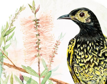 Regent Honeyeater art; 8x10 inch; Watercolour bird; Australian bird; Beautiful bird art; Art gift for nature lover; Endangered bird art