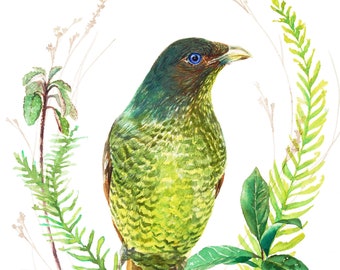 Bowerbird print; 8x10 inch; Australian bird; Watercolour painting; Watercolour art; bird art; Art gift for nature lover; Australian art