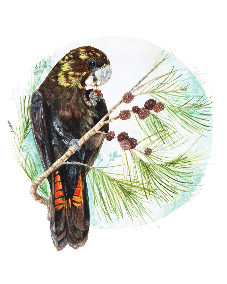 Black Cockatoo Print 8x10 Inch Watercolour Bird Australian Etsy