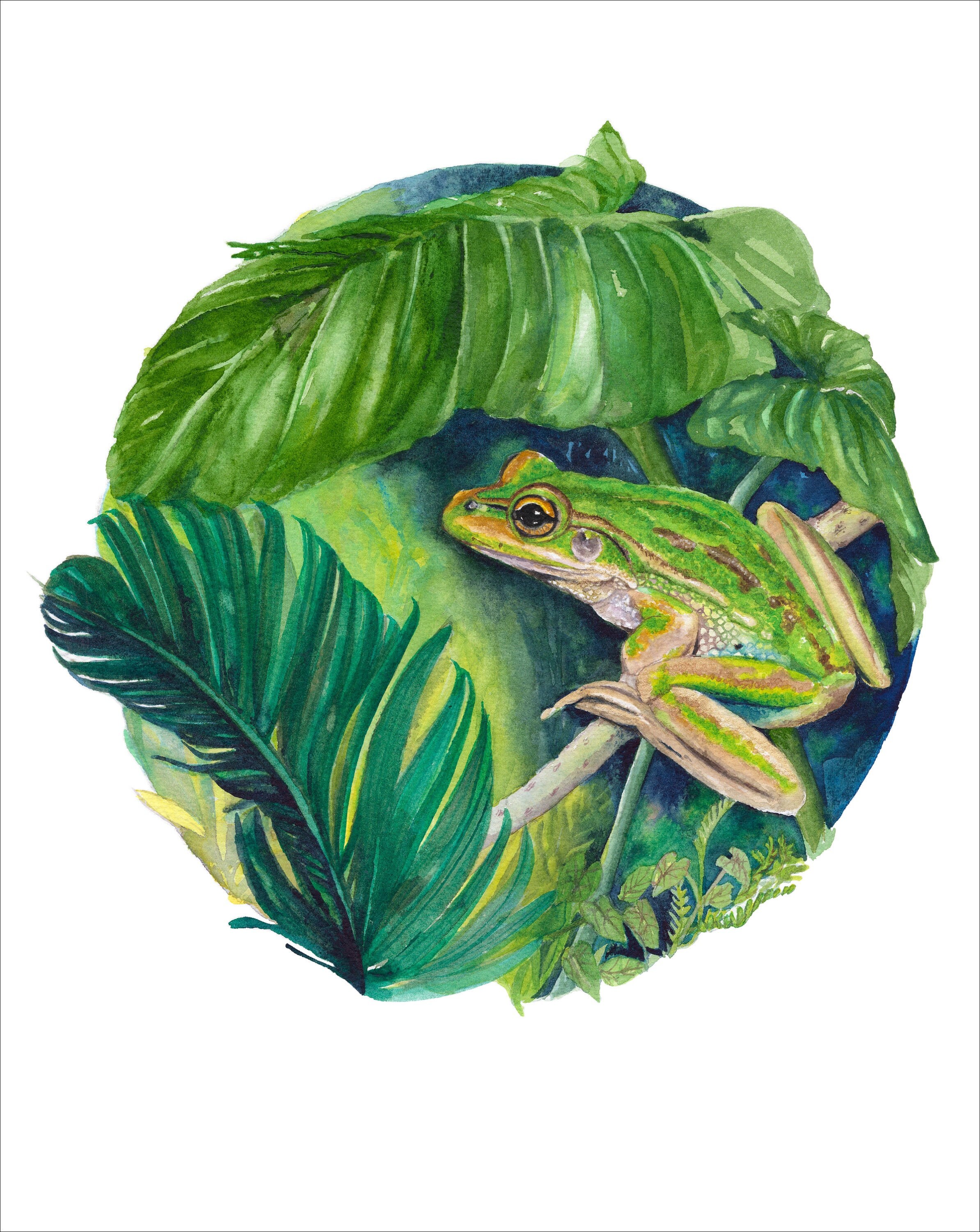 Green Frog Art Print 8x10 Inch Australian Frog Native Etsy UK