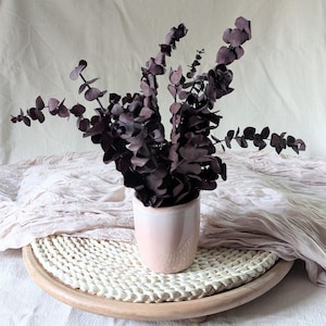 Composition of stabilized baby eucalyptus burgundy, Rama