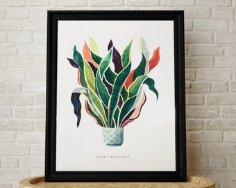 Vipers Bowstring Bright Modern Fine Art Giclee High Quality Print by Artist, great gift for New Home or a plant lover