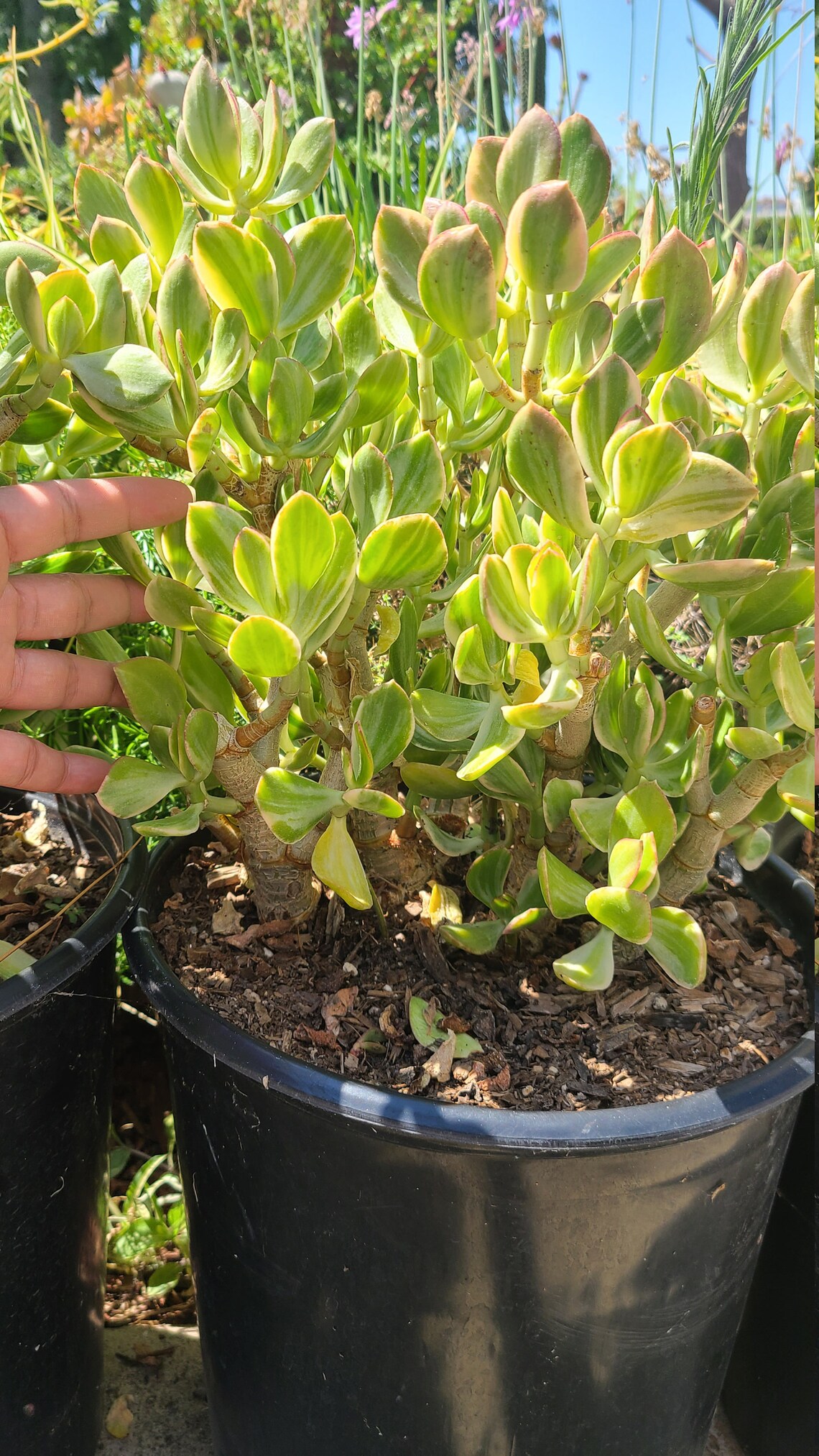 Variegated jade 5 gallon pot | Etsy