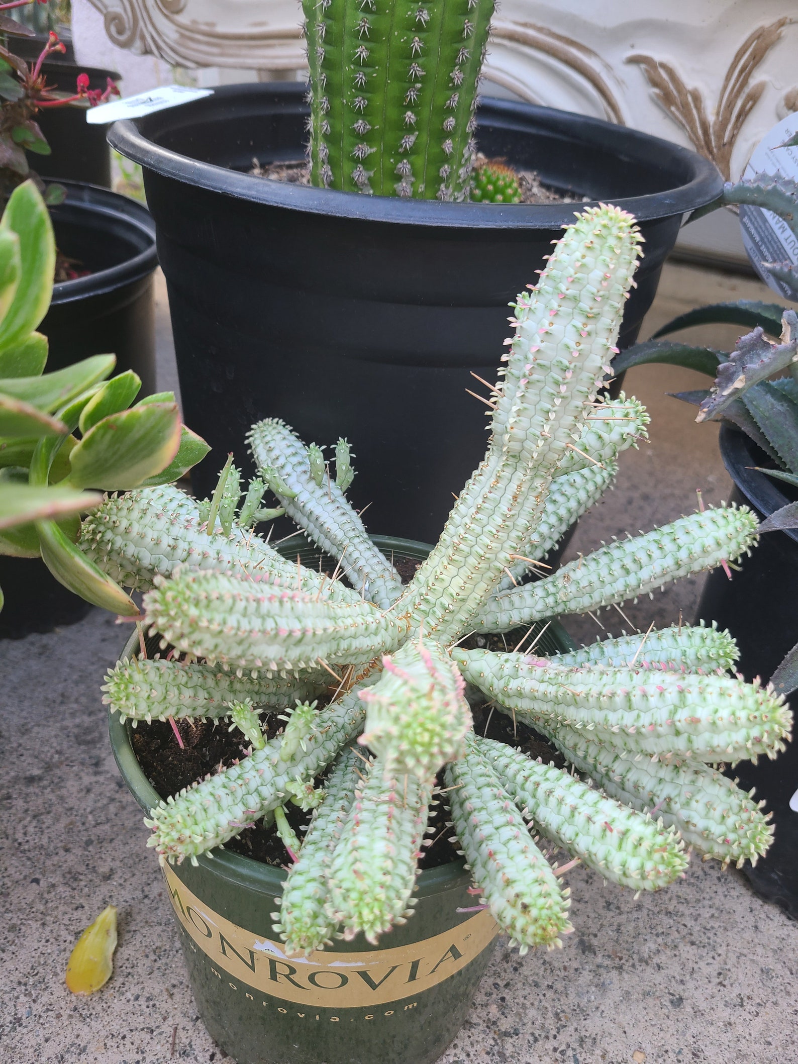 Corn cob cactus variegated Etsy