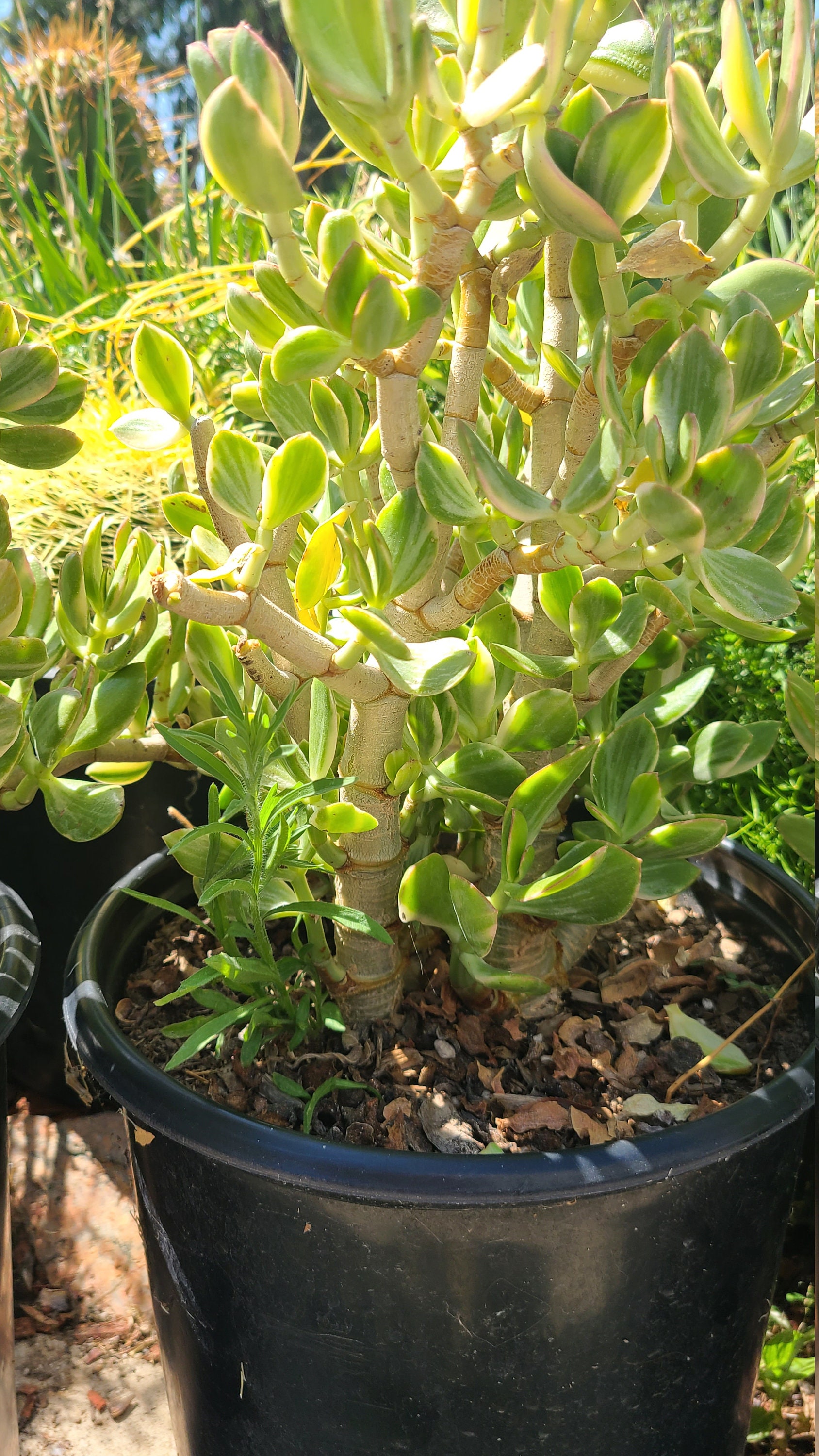 Variegated jade 5 gallon pot Etsy