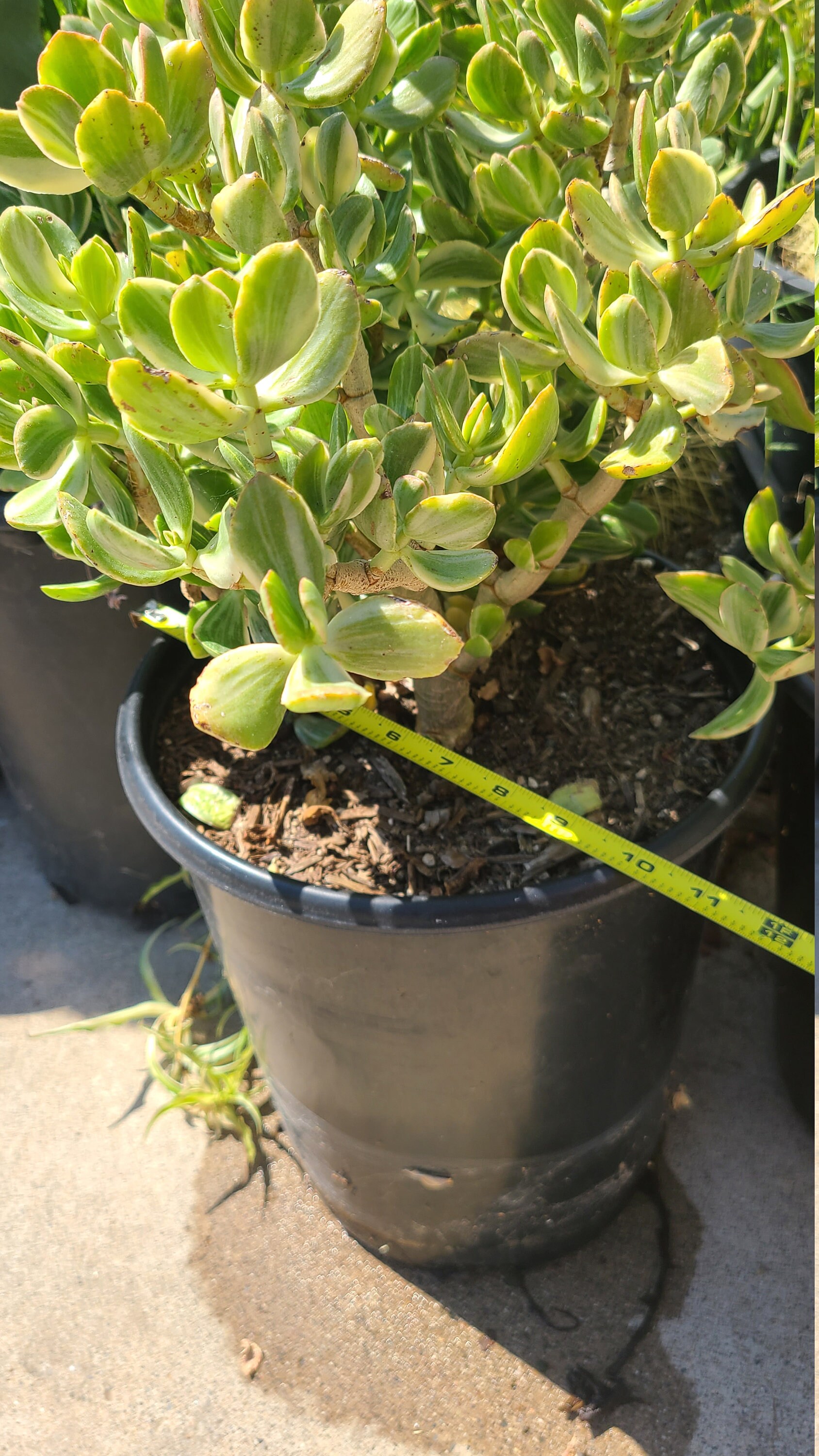 Variegated jade 5 gallon pot Etsy