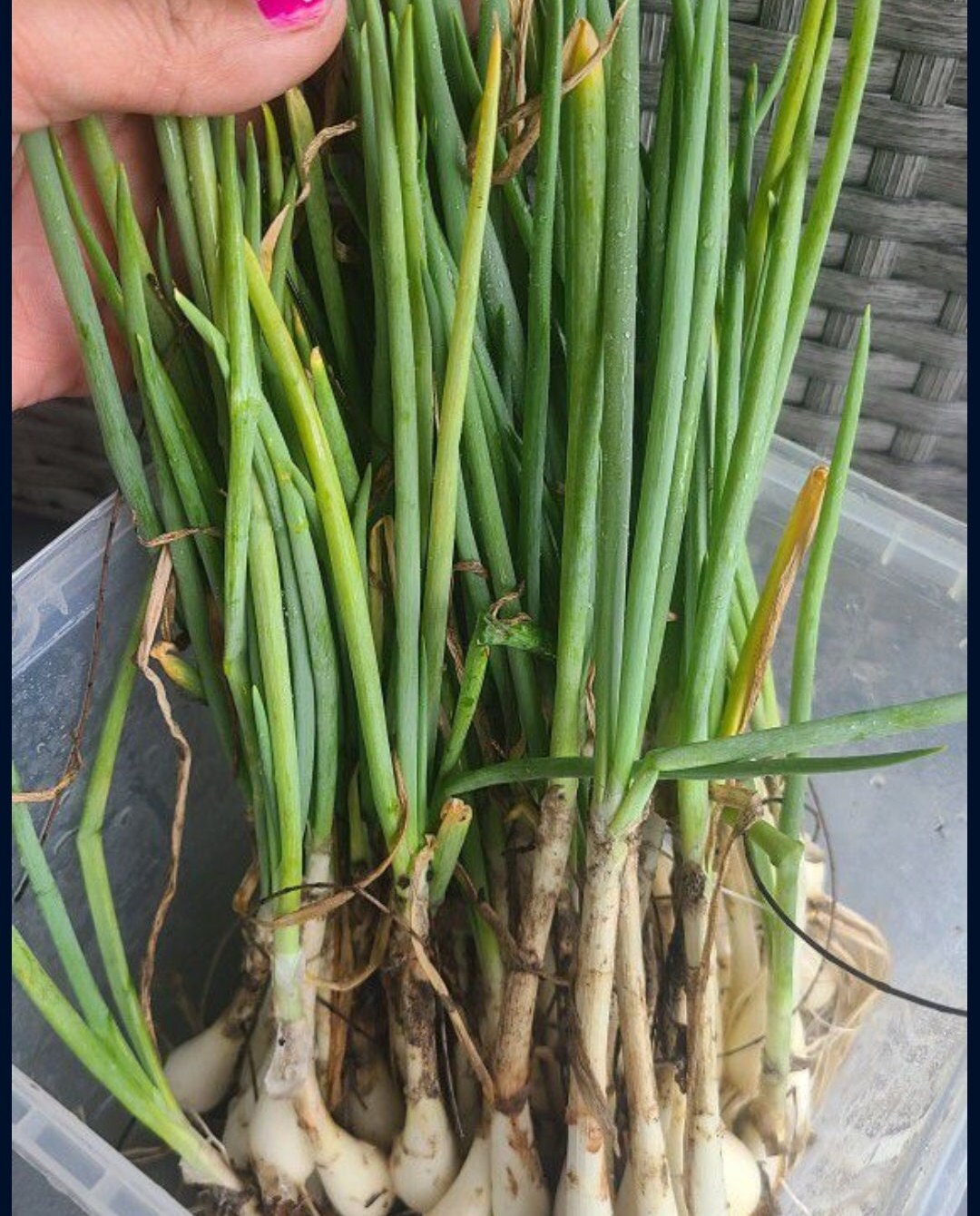 Egyptian Walking Onions Etsy