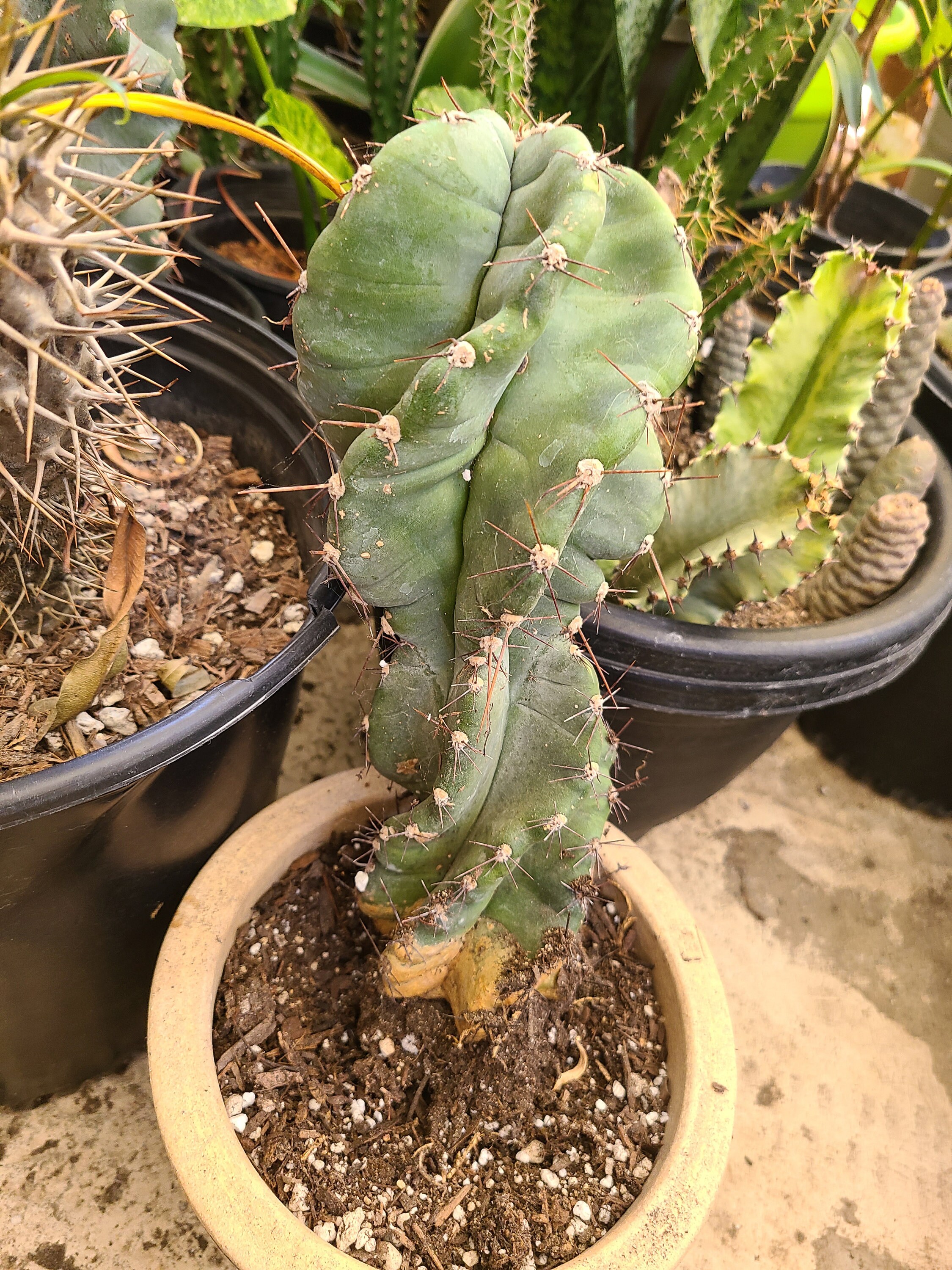 Spiral cactus 4 | Etsy