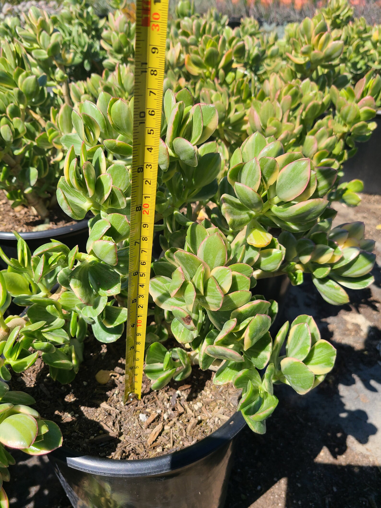 Variegated jade 5 gallon pot Etsy