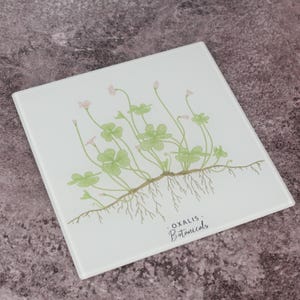 Può includere: Sottobicchiere quadrato in vetro con un'illustrazione botanica di un trifoglio a quattro foglie, fiori rosa e il testo "OXALIS - Botanicals". Il design presenta foglie verdi, radici marroni e steli delicati.