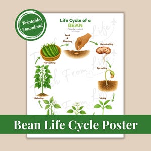 Puede incluir: Un póster blanco con un borde verde en la parte inferior, que ilustra el ciclo de vida de una planta de judías. El póster incluye texto e ilustraciones que representan las etapas desde la semilla hasta la cosecha. Las palabras "Descarga imprimible" están en un círculo verde.