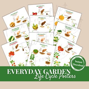 May include: A collection of educational posters illustrating the life cycles of various garden plants, including apples, corn, and tomatoes. Each poster features a detailed diagram with text, and the words "Everyday Garden Life Cycle Posters" are displayed at the bottom.