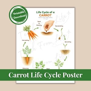 Puede incluir: Un póster blanco con una pancarta verde en la parte inferior que dice "Carrot Life Cycle Poster". El póster ilustra el ciclo de vida de una zanahoria, desde la semilla hasta la cosecha, con ilustraciones y texto. Medidas en cm.