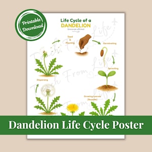 Puede incluir: Un póster blanco con borde verde y texto "Dandelion Life Cycle Poster". El póster ilustra el ciclo de vida del diente de león, incluyendo las etapas de semilla a dispersión. Un logo "Printable Download" está en la esquina superior izquierda.
