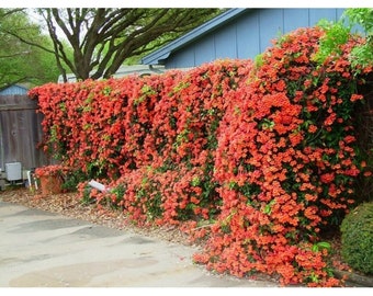 Fast Growing Vine Etsy