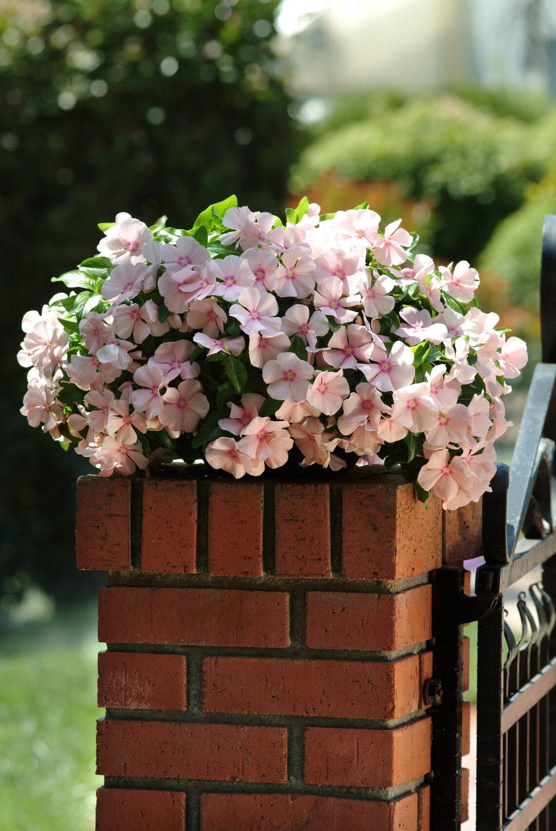 Vinca Cascading Peach Hanging Baskets/annual/attracts Etsy