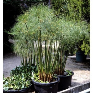 Cyperus papyrus Privacy Patio Containers 8ft/Egyptian Paper Reed/Bulrush/Vigorous Tropical Plant/Decorative/Perennial/Birds Love It/10 graines image 3