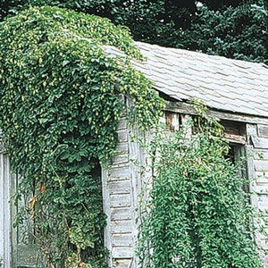 Hops Beer Malt Seed Unique Flavor/Aromatics/Humulus Lupulus/Beautiful Climber 20&#39;Perennial Fast Growing Vine, Hedge, Pine Scented Flowers