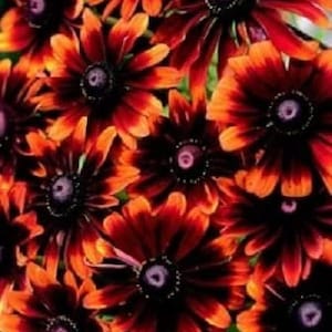 Rudbeckia Chocolate Orange/Black-eyed Susan/Gloriosa Daisy/4-5 Beautiful Chocolate Blooms With Orange Tips/Perennial/24-30 T/10 seed image 1