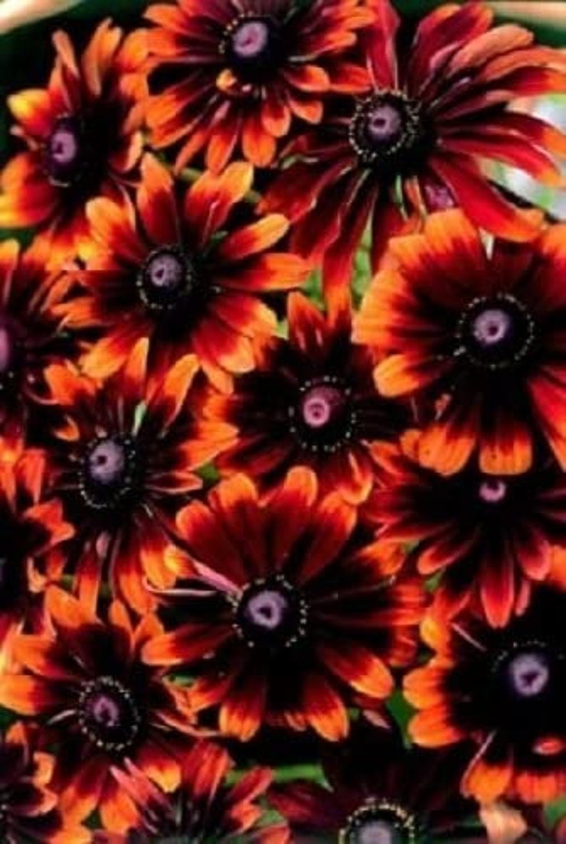 Rudbeckia Chocolate Orange/Black-eyed Susan/Gloriosa Daisy/4-5 Beautiful Chocolate Blooms With Orange Tips/Perennial/24-30 T/10 seed image 1