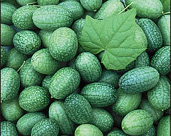 Cucumber Mexican Gherkin: 1-2" 'mini-watermelon shape' fruits, very sweet flavor, suited for trellises, 65 days (15 Seeds)