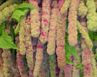 Amaranthus caudatus Mira,Love Lies Bleeding, 25 seeds