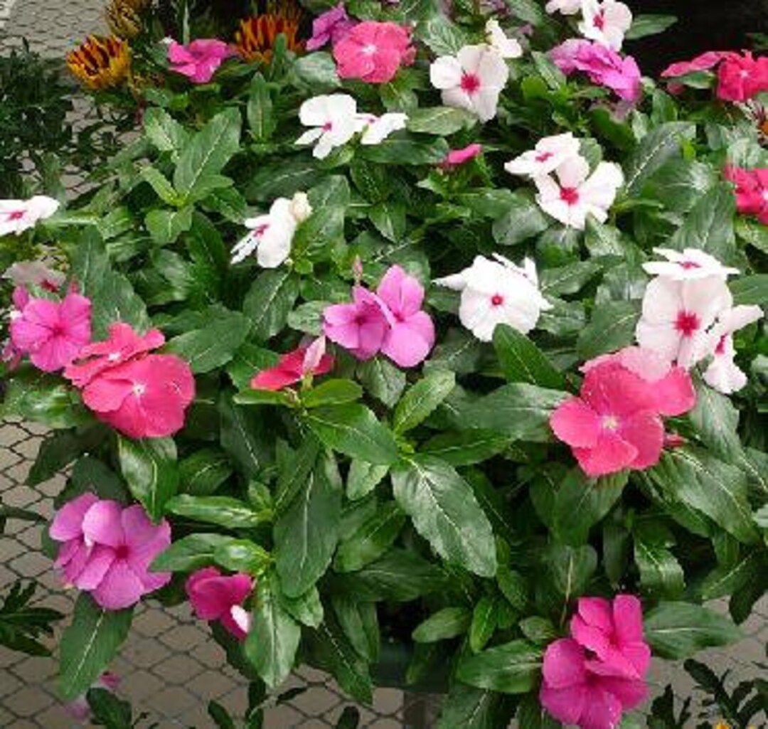 Vinca Cora Cascade Mix Lots of Color, Attractive, Flowing Flower Petals