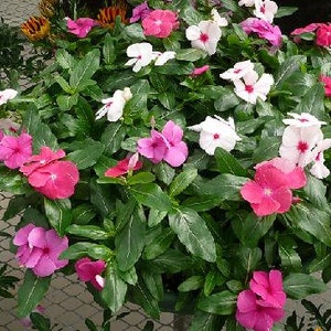 May include: A close-up of a mixed planter of pink, white, and light pink periwinkle flowers. The flowers are in full bloom and have green leaves.
