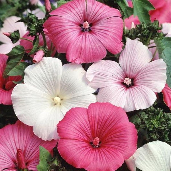 Rose Mallow Lavatera trimestries Mix Colors of Pink and White/Annual 39" T/Heavy Bloomer 4-5" Flowers Huge Showy Tropical Blooms/25 Seed