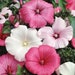 see more listings in the Flowers Annual section