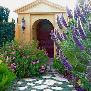 Privacy Patio/72 &quot;  Tall/ Echium Fastuosum/ Pride Of Madeira/Perennial/Spires of Violet Blue Flowers/20 seed