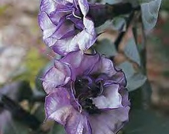 Datura Double Purple Swirl Angel's Trumpet Seeds Super-fragrant DOUBLE Blooms/10 seed