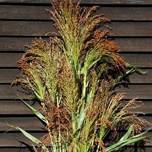 May include: A bunch of dried brown and green sorghum stalks with seed heads.