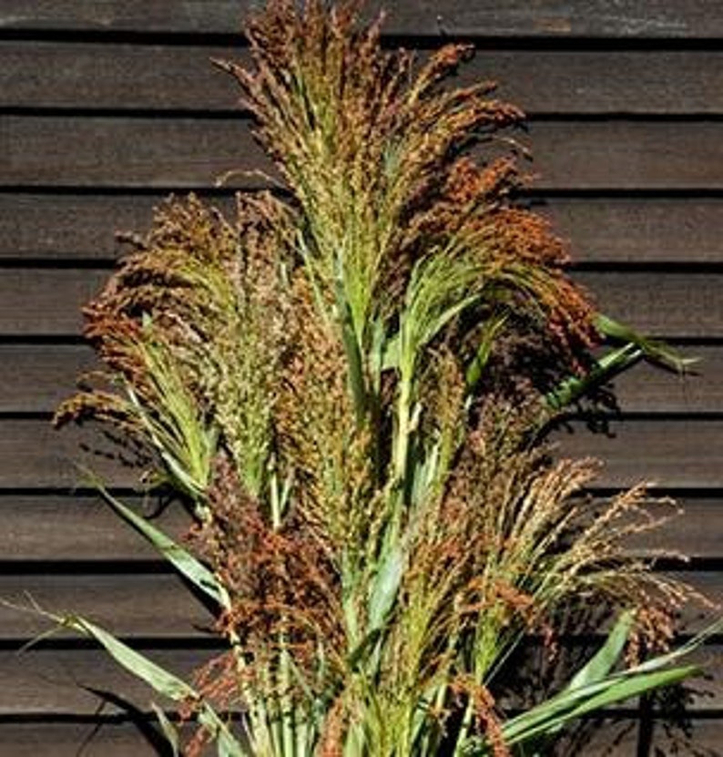 Broom Corn Colored Uprightcraft Broom or Primero Mix